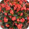 begonia Dragon czerwona